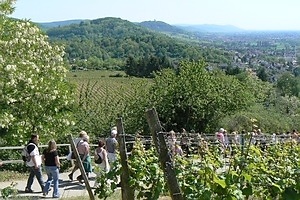 [title] - Natur, Kultur und Wein laden zum Wandern an die Bergstrassse ein.  Der Landschaftstrich zwischen der Jugendstilstadt Darmstadt und Heidelberg punktet mit mehr als 3000 Jahren Geschichte, einem abwechslungsreichem Landschaftsbild und historischen Orten.
