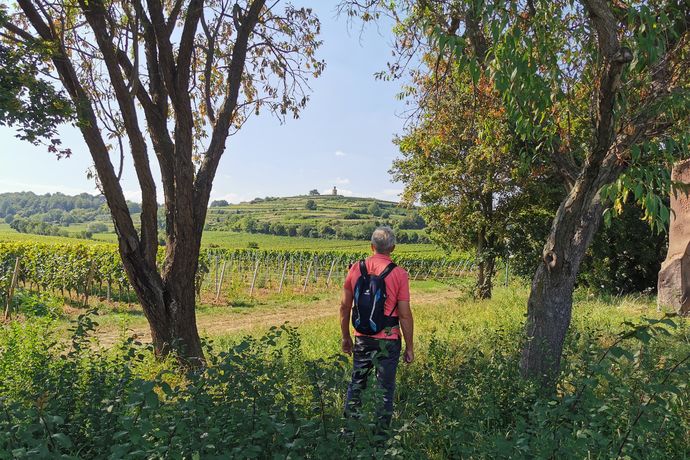Wandern in der Pfalz, Wandern an der Weinstrasse