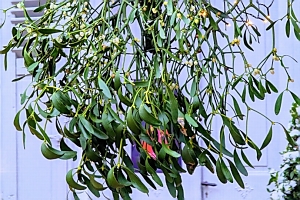 [title] - Immergrüne Zweige verkünden schon seit eh und je die hoffnungsvolle Botschaft. Der schöne Brauch vom Küssen untem Mistelzweig ist heute noch  in vielen Ländern Sitte und verspricht Glück und Fruchtbarkeit.