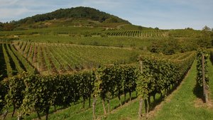 [title] - Das Weinbaugebiet Hessische Bergstrasse zählt zu den kleinsten seiner Art in Deutschland. Die schöne Lage, zahlreiche Feste sowie Veranstaltungen rund ums Thema Bergsträßer Weine und natürlich der hervorragende Wein selbst machen einen Besuch an der Bergstraße lohneswert.