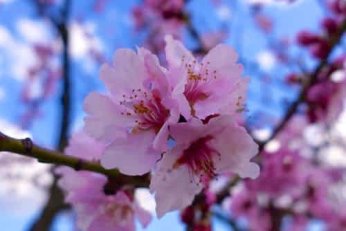 Frühlingsfest Naturschutzzentrum Bergstraße
