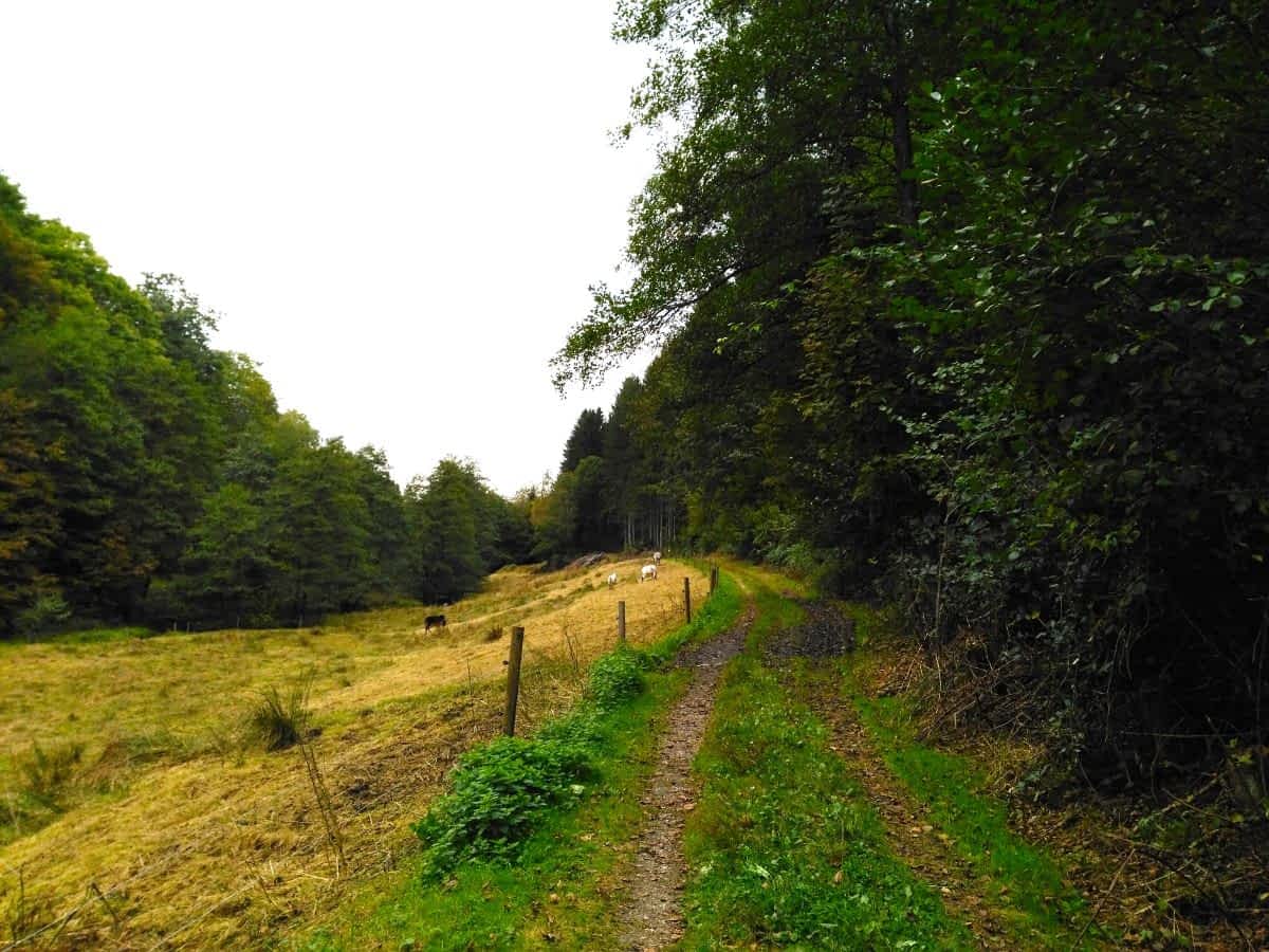 Wiesenpfad Schmaler Wanderweg im Eiterbachtal bei Siedelsbrunn