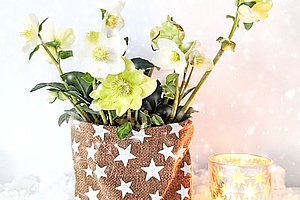 [title] - Christrosen sind etwas Besonderes. Nicht nur weil sie zu den wenigen Pflanzen gehören, die im Winter blühen, sondern auch wegen ihrer Eleganz. Ein weiterer Pluspunkt ist, dass Christrosen mit wenig Pflege auskommen.