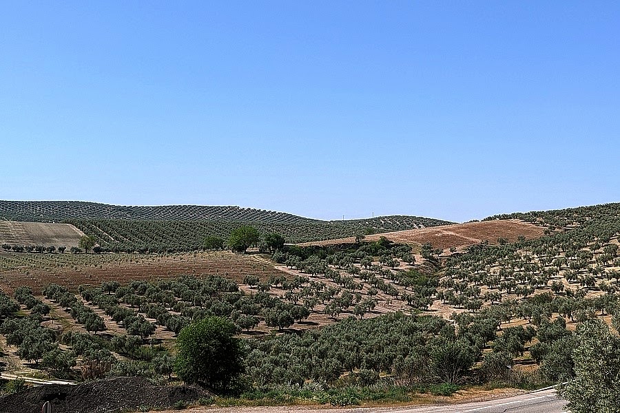 Olivenhaine Spanien Region Jean Olivenhaine Spanien Region Jean