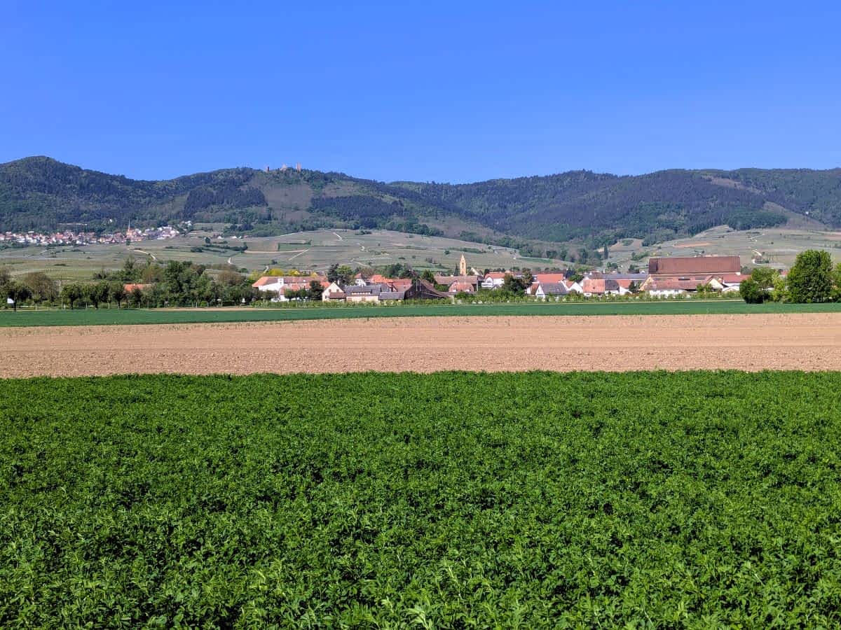 Weitläufige grüne Felder und Weinberge im Elsass vor der Kulisse der Vogesen unter strahlend blauem Himmel. Weitläufige grüne Felder und Weinberge im Elsass vor der Kulisse der Vogesen unter strahlend blauem Himmel.