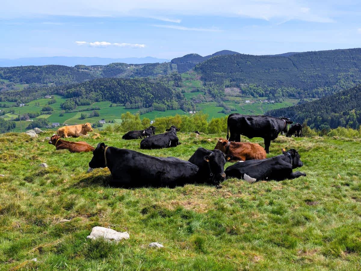 Eine Herde von schwarzen und braunen Kühen, die auf einer Bergwiese in den Vogesen ruhen, mit weitem Ausblick auf bewaldete Berge und grüne Täler. Eine Herde von schwarzen und braunen Kühen, die auf einer Bergwiese in den Vogesen ruhen, mit weitem Ausblick auf bewaldete Berge und grüne Täler.