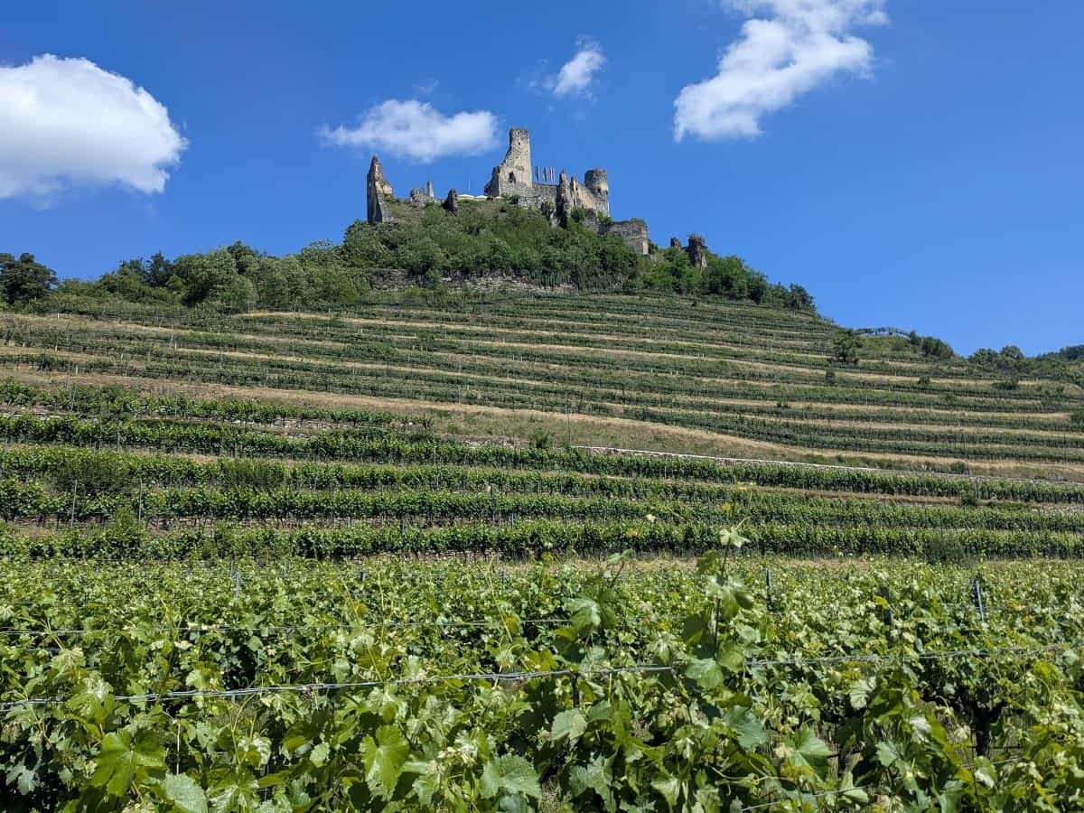 burgen oberhalb der weinberge in der wachau an der donau in niederoesterreich